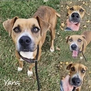 Enlarge Yara, a ADOPTABLE mixed breed in Fairhope, AL image 1/1