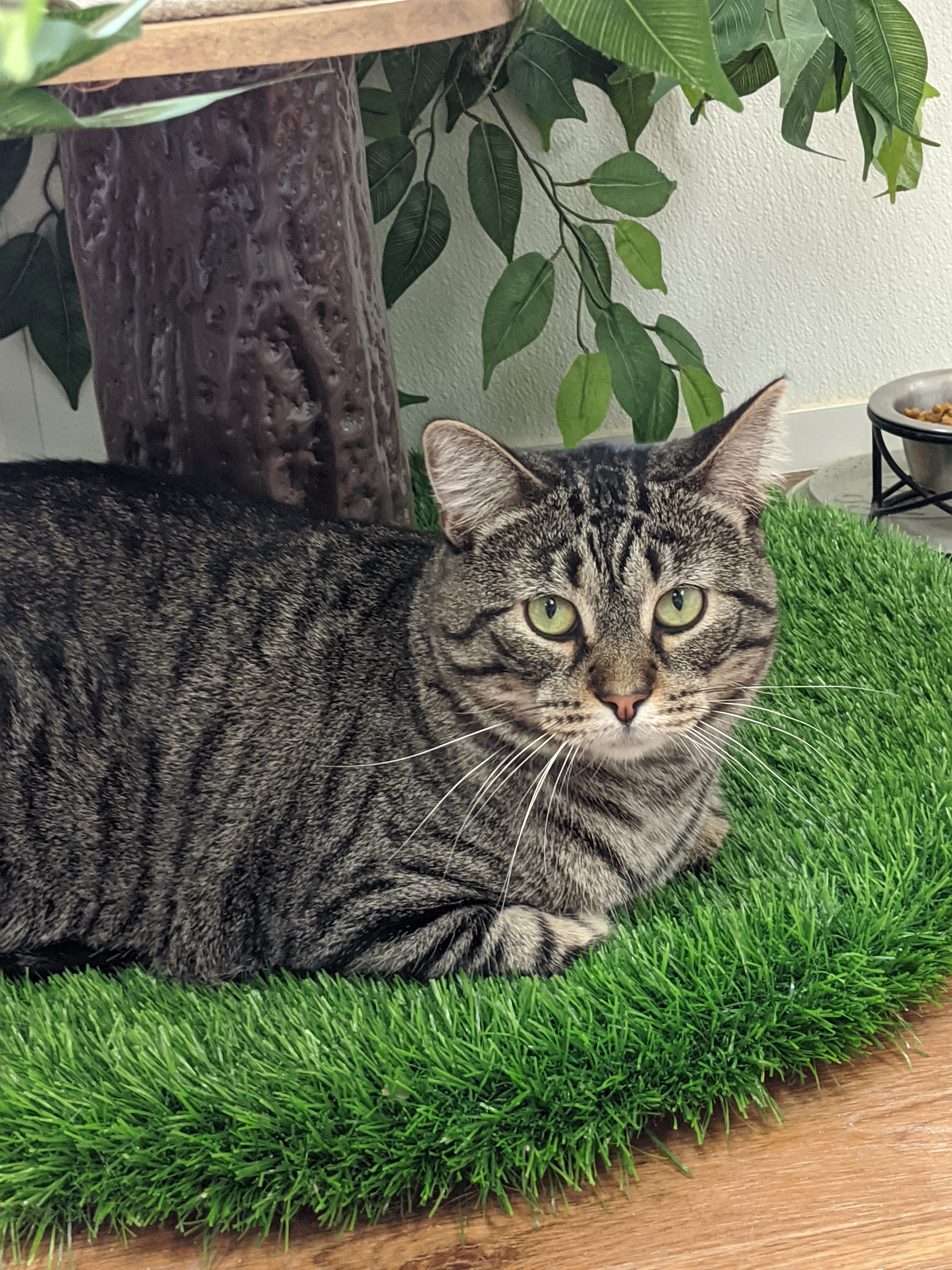 Luke, Adoptable, Adult Male Domestic Short Hair.
