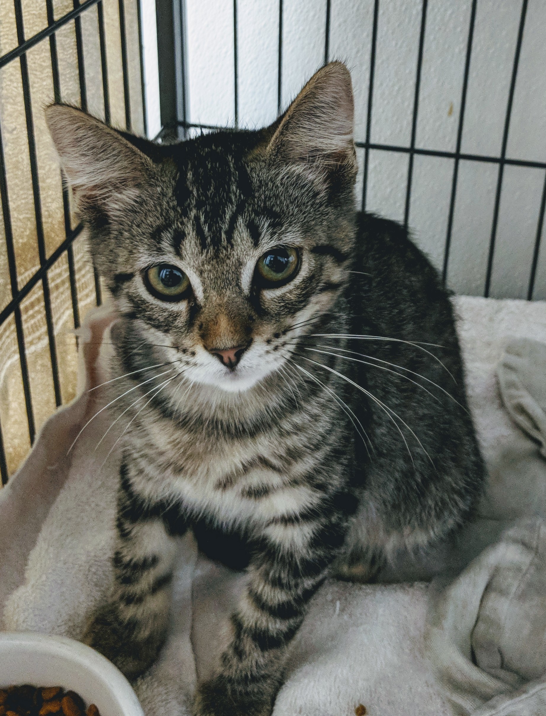 Enlarge Luke, a Adoptable Domestic Short Hair in Decatur, IL image 2/6