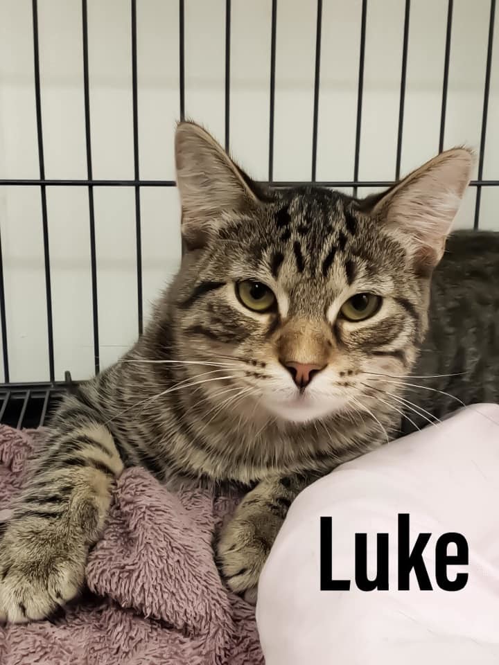 Enlarge Luke, a Adoptable Domestic Short Hair in Decatur, IL image 3/6