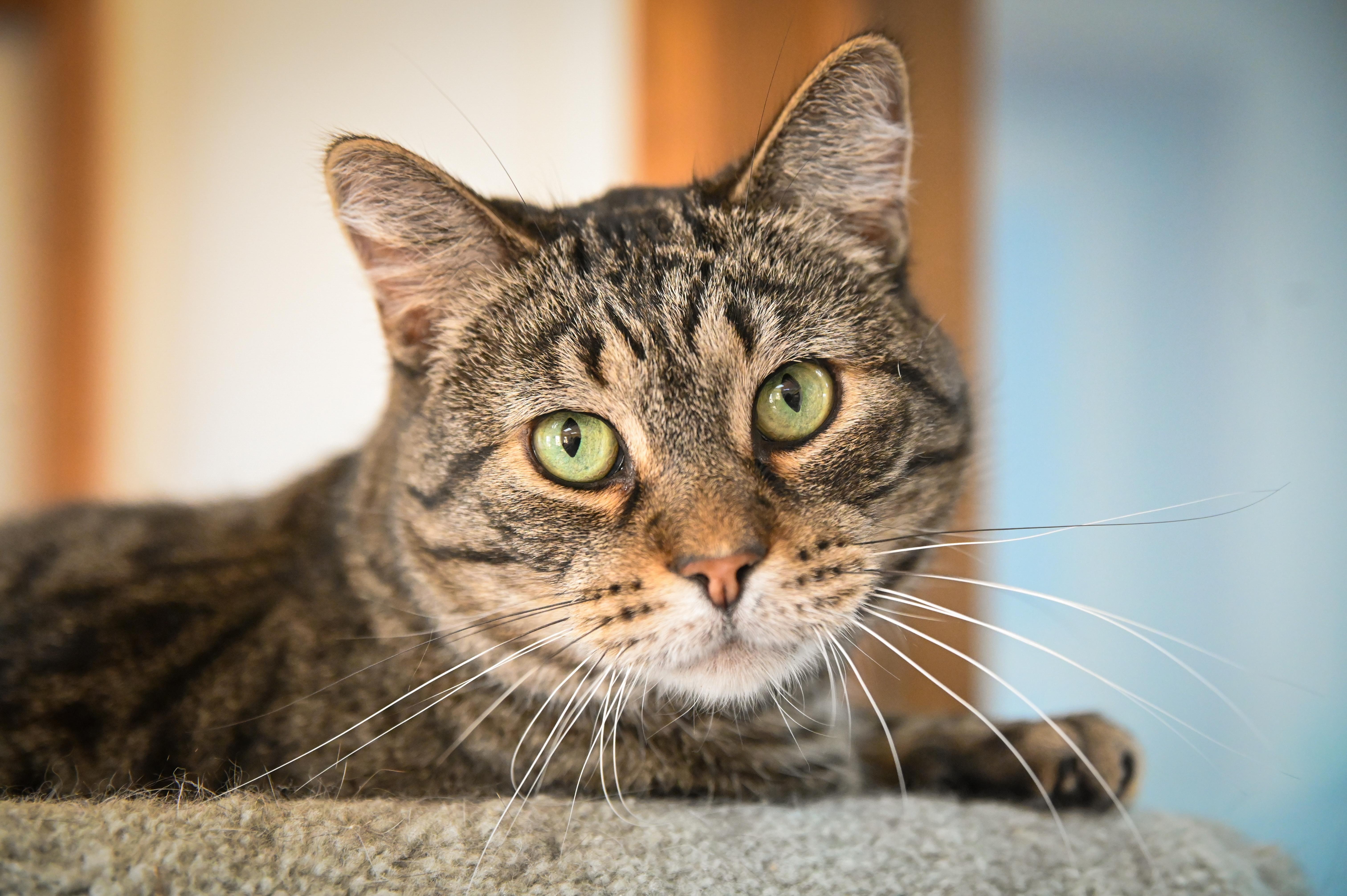 Luke, Adoptable, Adult Male Domestic Short Hair.