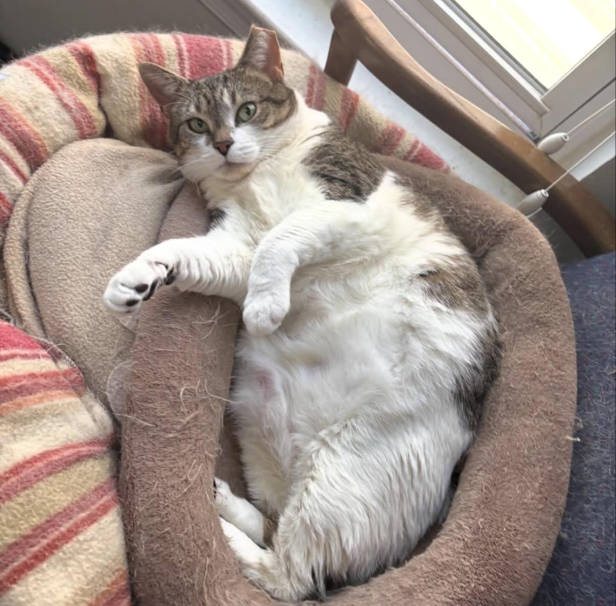 Vanny, Adoptable, Adult Female Domestic Short Hair.