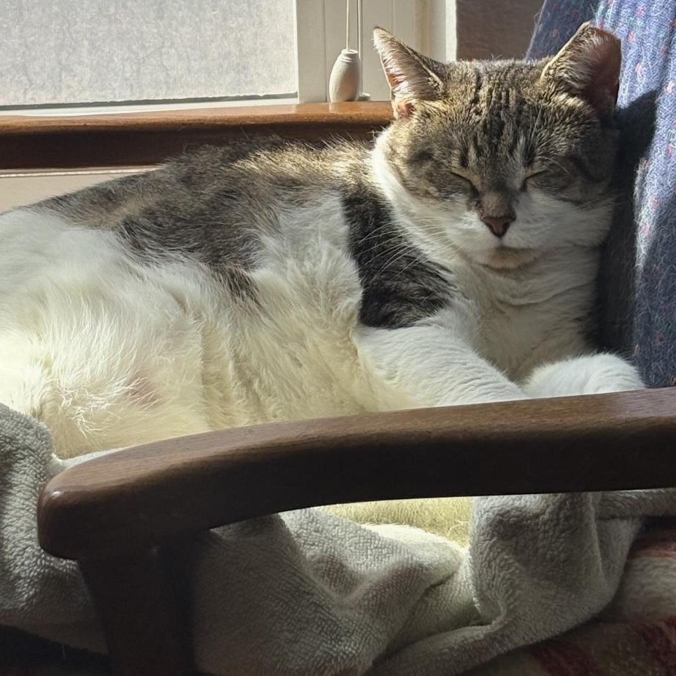 Enlarge Vanny, a Adoptable Domestic Short Hair in Alexandria, VA image 5/6