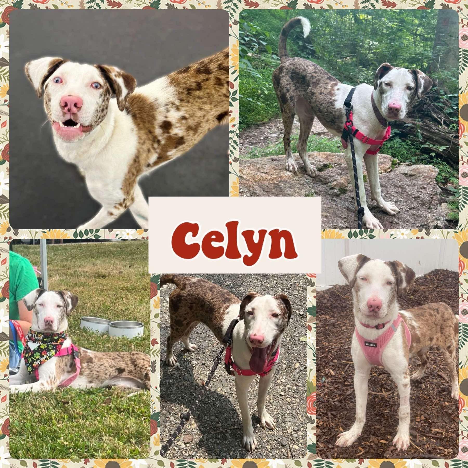 Celyn