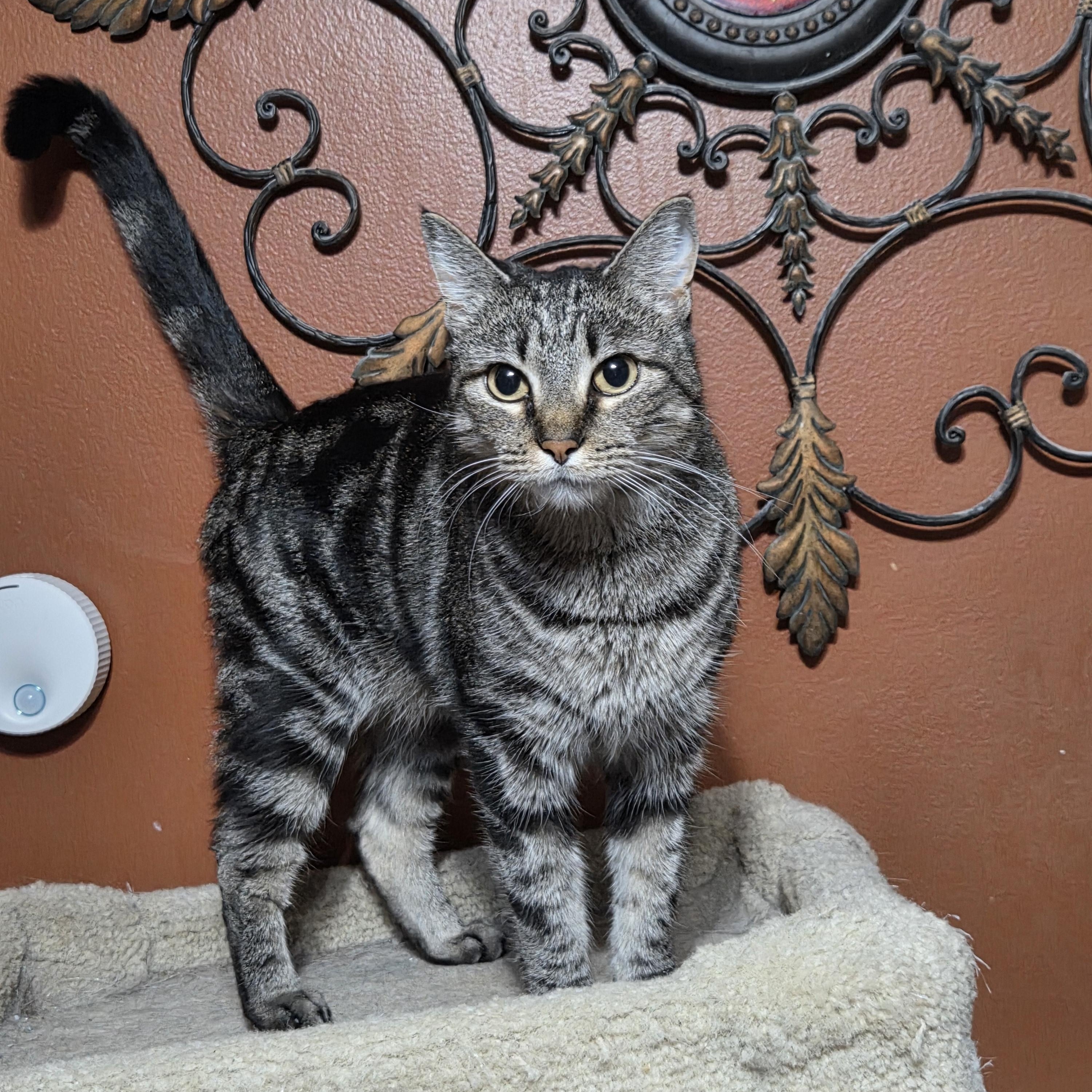 Comet, Adoptable, Adult Female Tabby.
