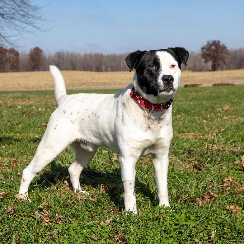 Enlarge Grizz, a Adoptable Mixed Breed in Troy, IL image 2/6