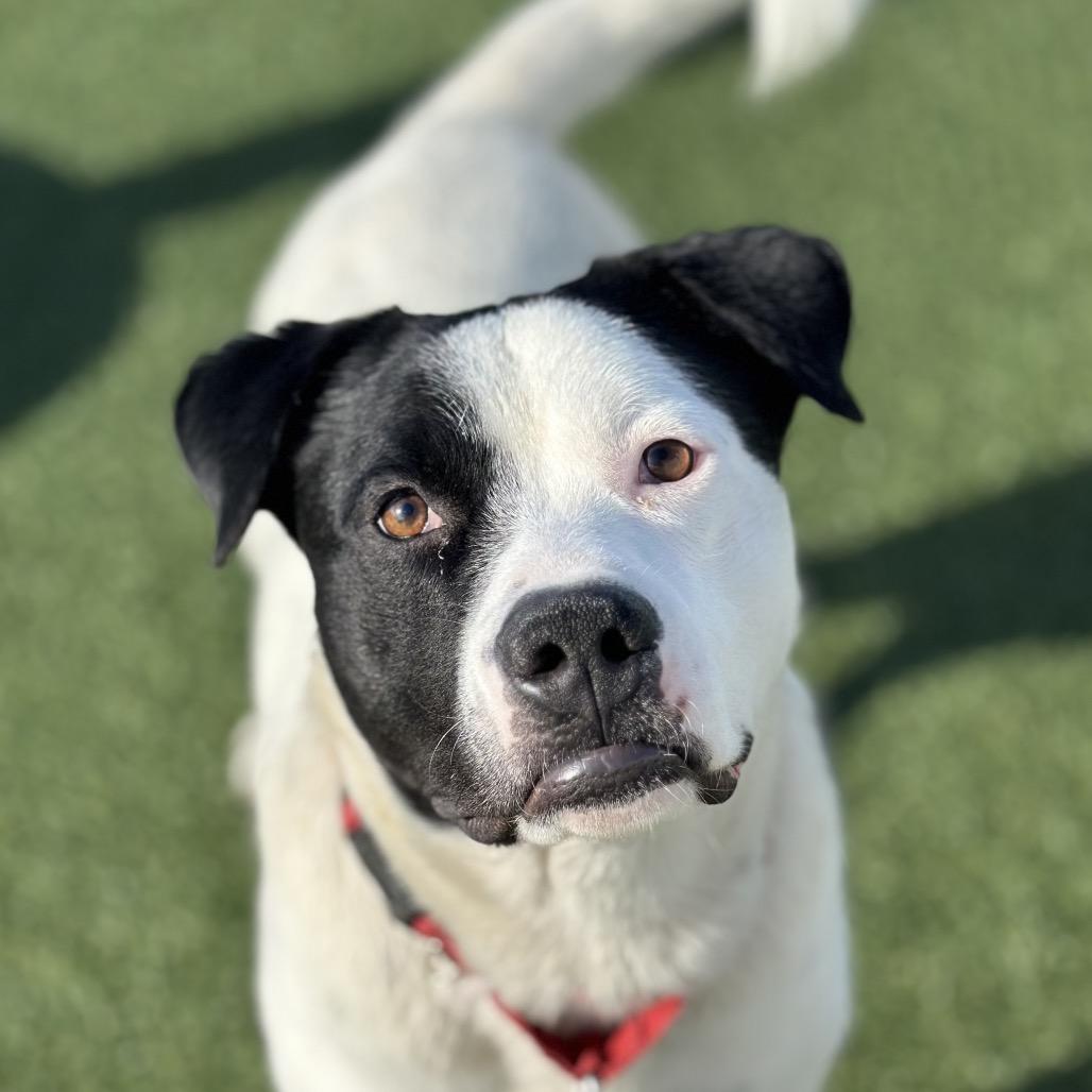Enlarge Grizz, a Adoptable Mixed Breed in Troy, IL image 3/6