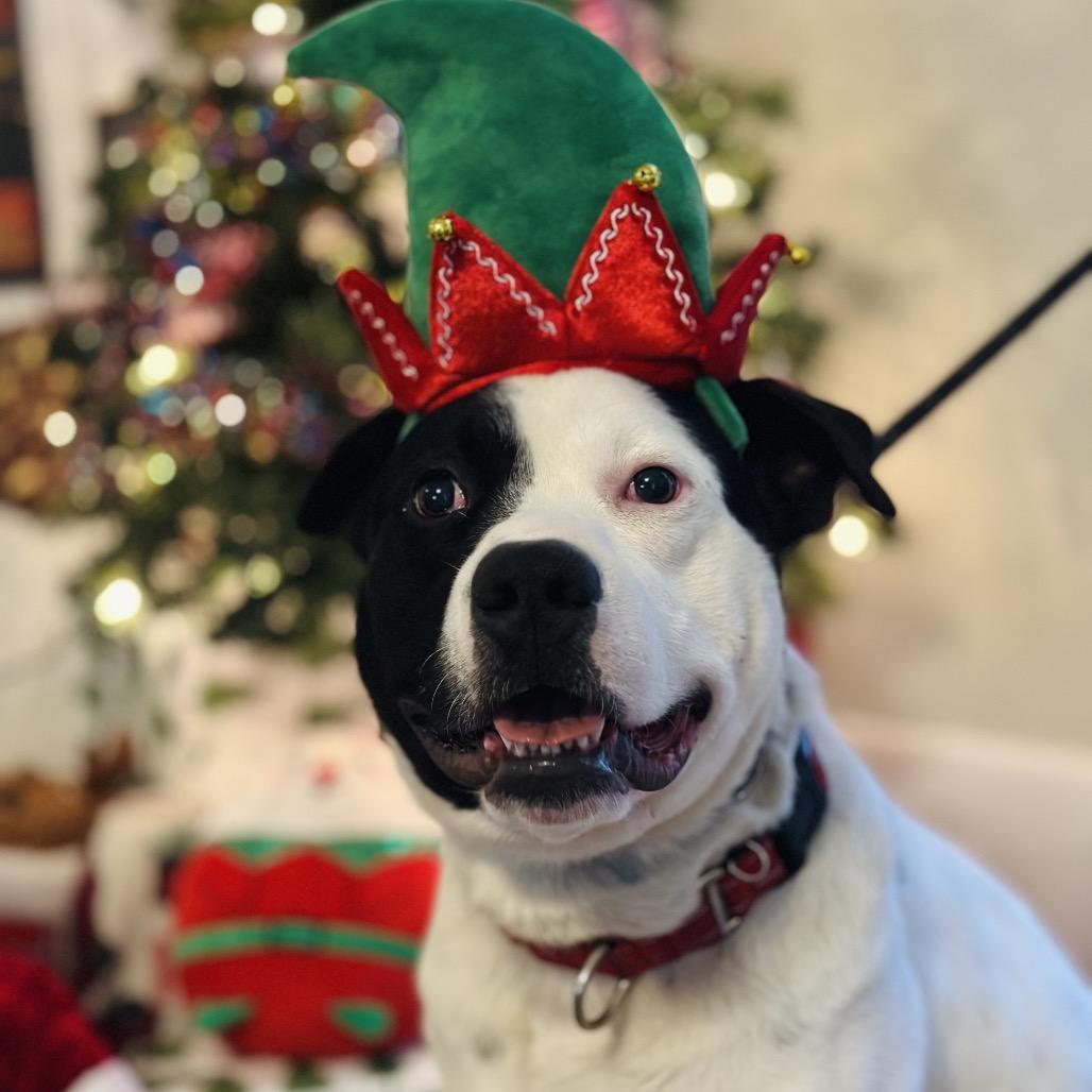 Enlarge Grizz, a Adoptable Mixed Breed in Troy, IL image 4/6