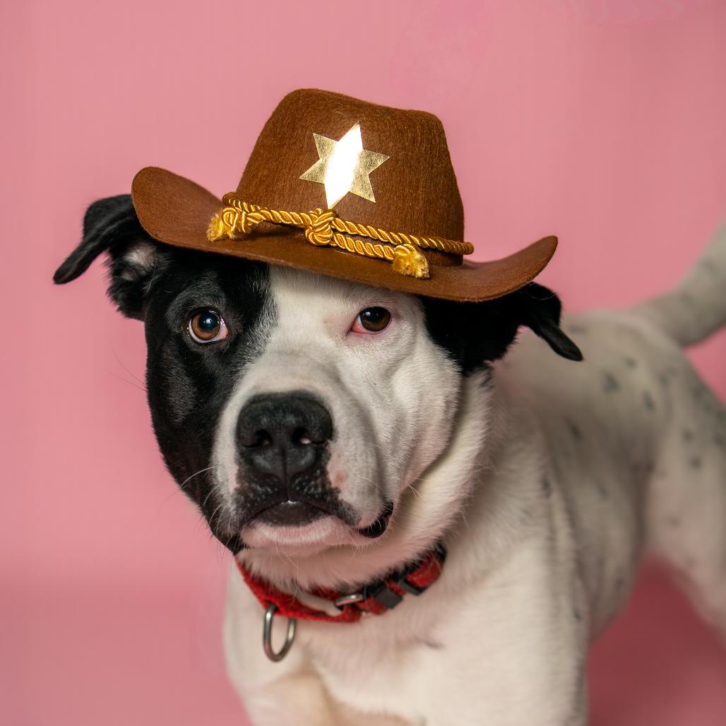 Grizz, a Adoptable Mixed Breed in Troy, IL image 4/6