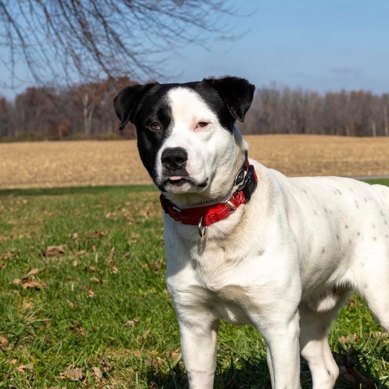 Enlarge Grizz, a Adoptable Mixed Breed in Troy, IL image 5/6