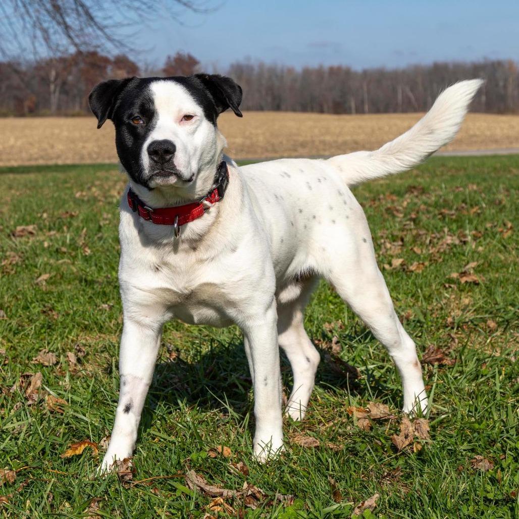 Enlarge Grizz, a Adoptable Mixed Breed in Troy, IL image 6/6