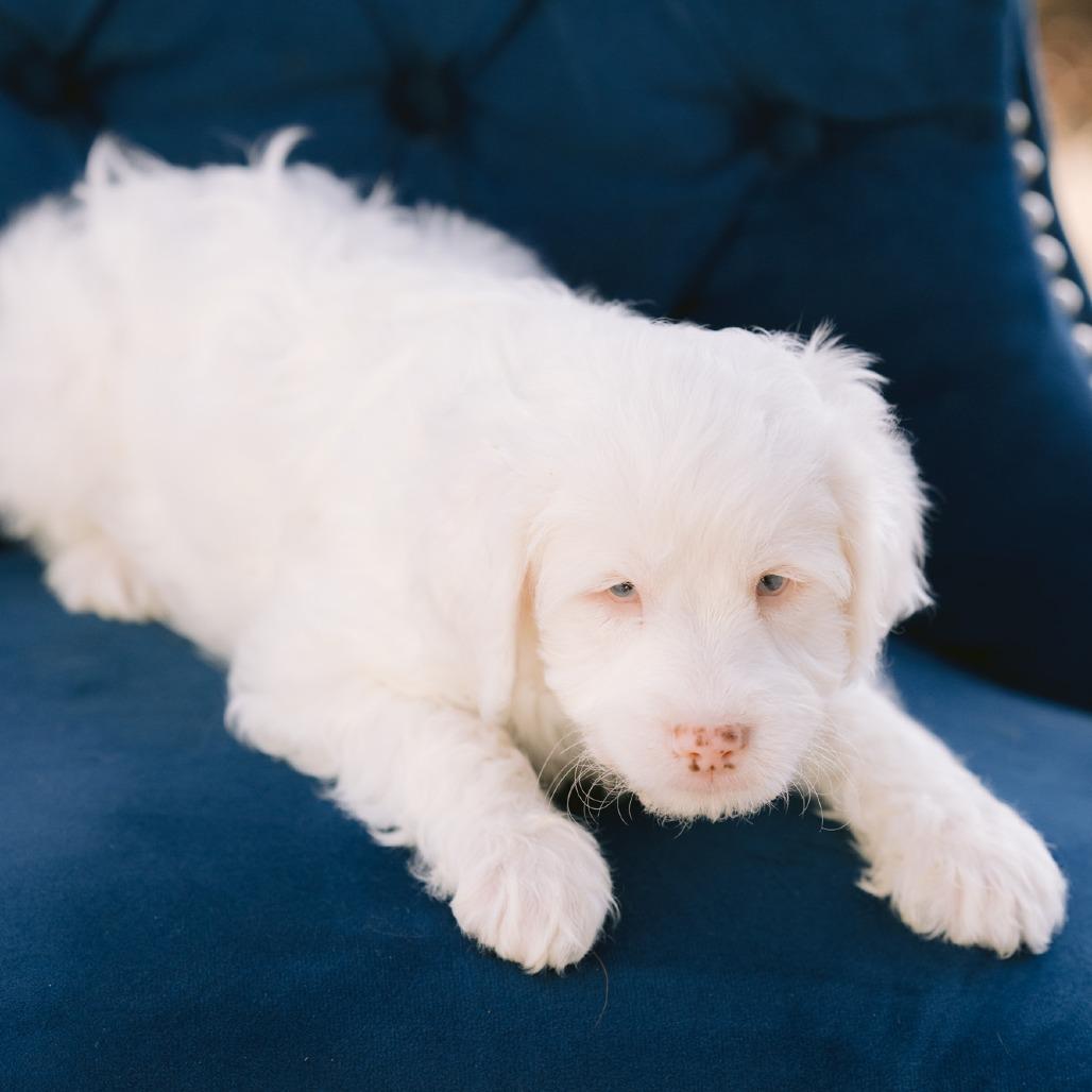Enlarge Cranberry Sauce, a ADOPTABLE Cavapoo in Zionsville, IN image 1/1