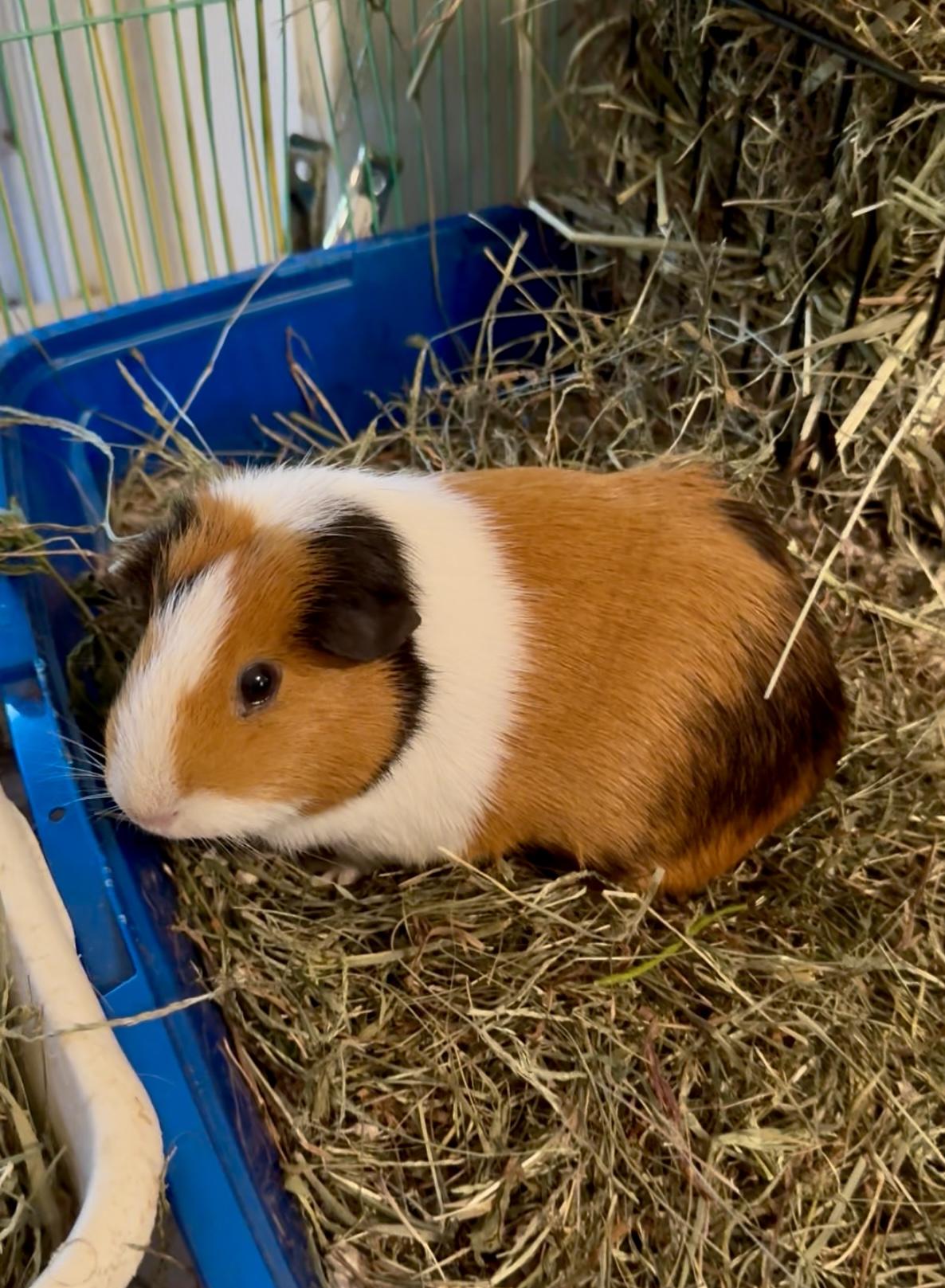 Pepper, Adopted, Adult Female Guinea Pig.
