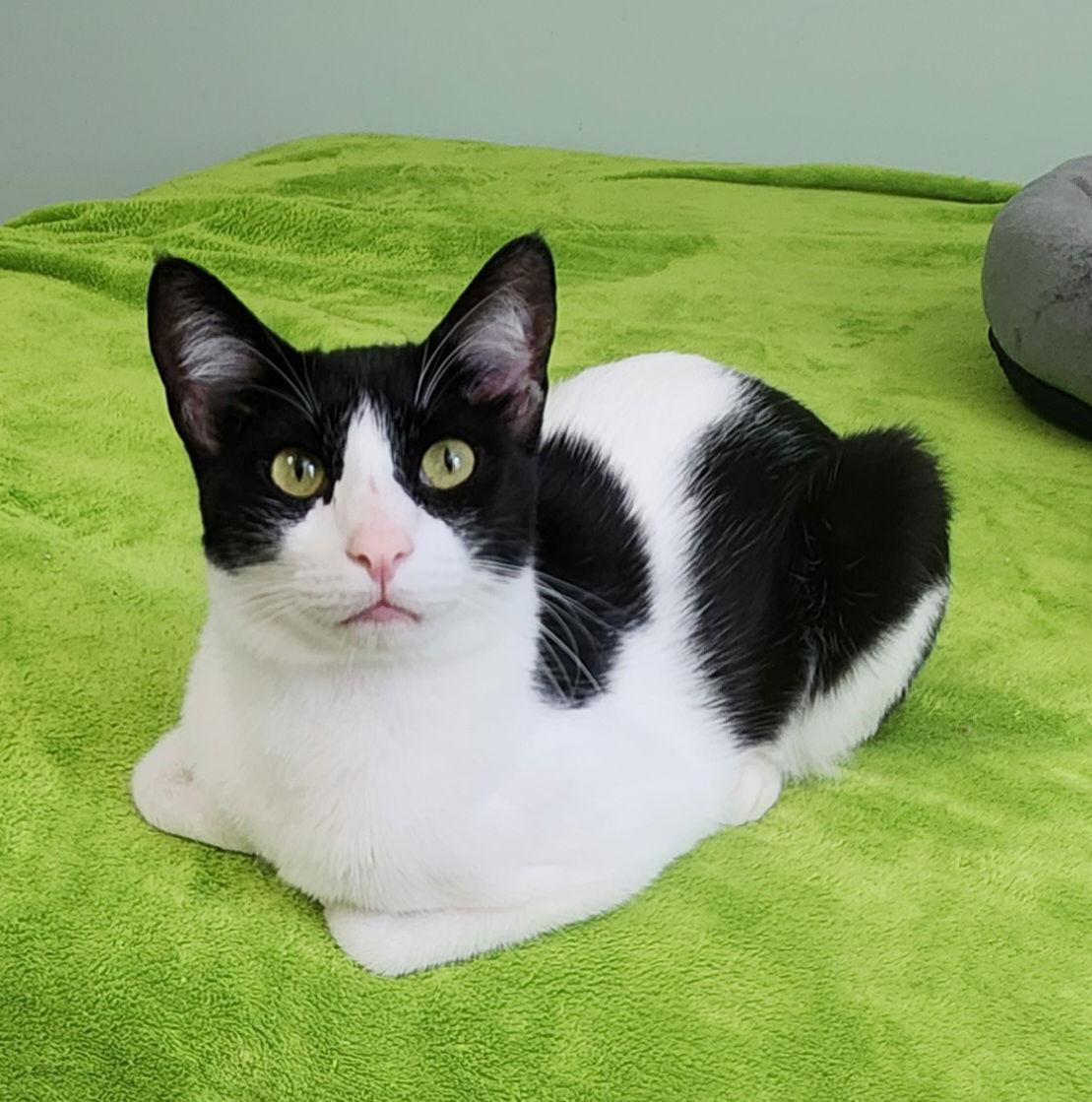 Bearbonded thumbnail 4