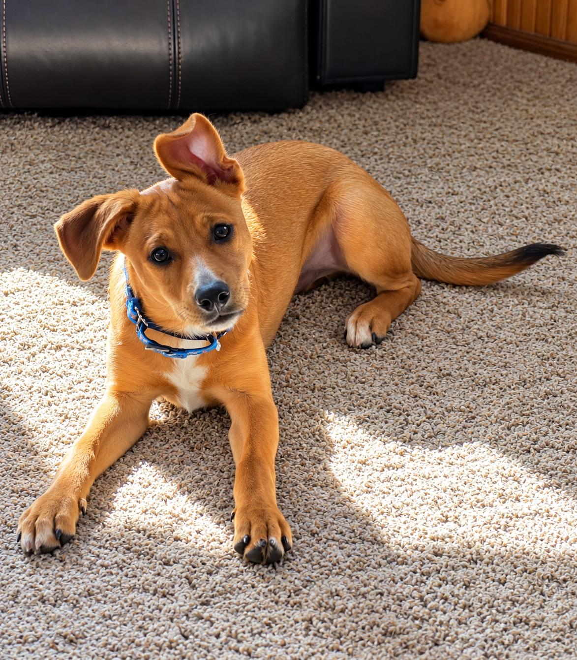 Clyde, Adoptable, Puppy Male Jack Russell Terrier.