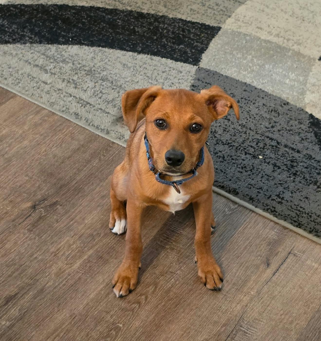 Enlarge Clyde, a Adoptable mixed breed in Grand Rapids, MI image 2/2