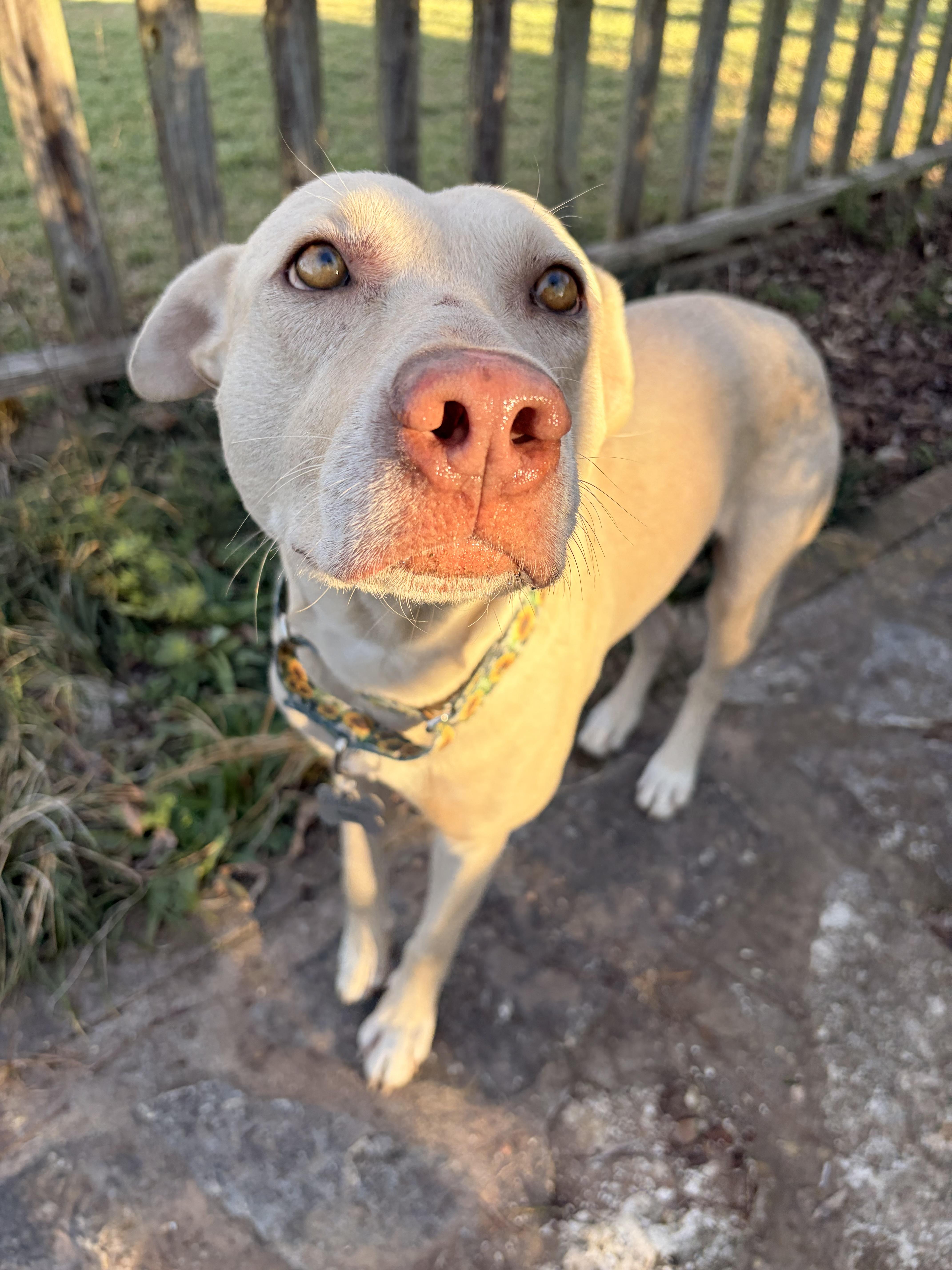 Enlarge Sahara, an adopted mixed breed in Red Rock, TX image 2/6
