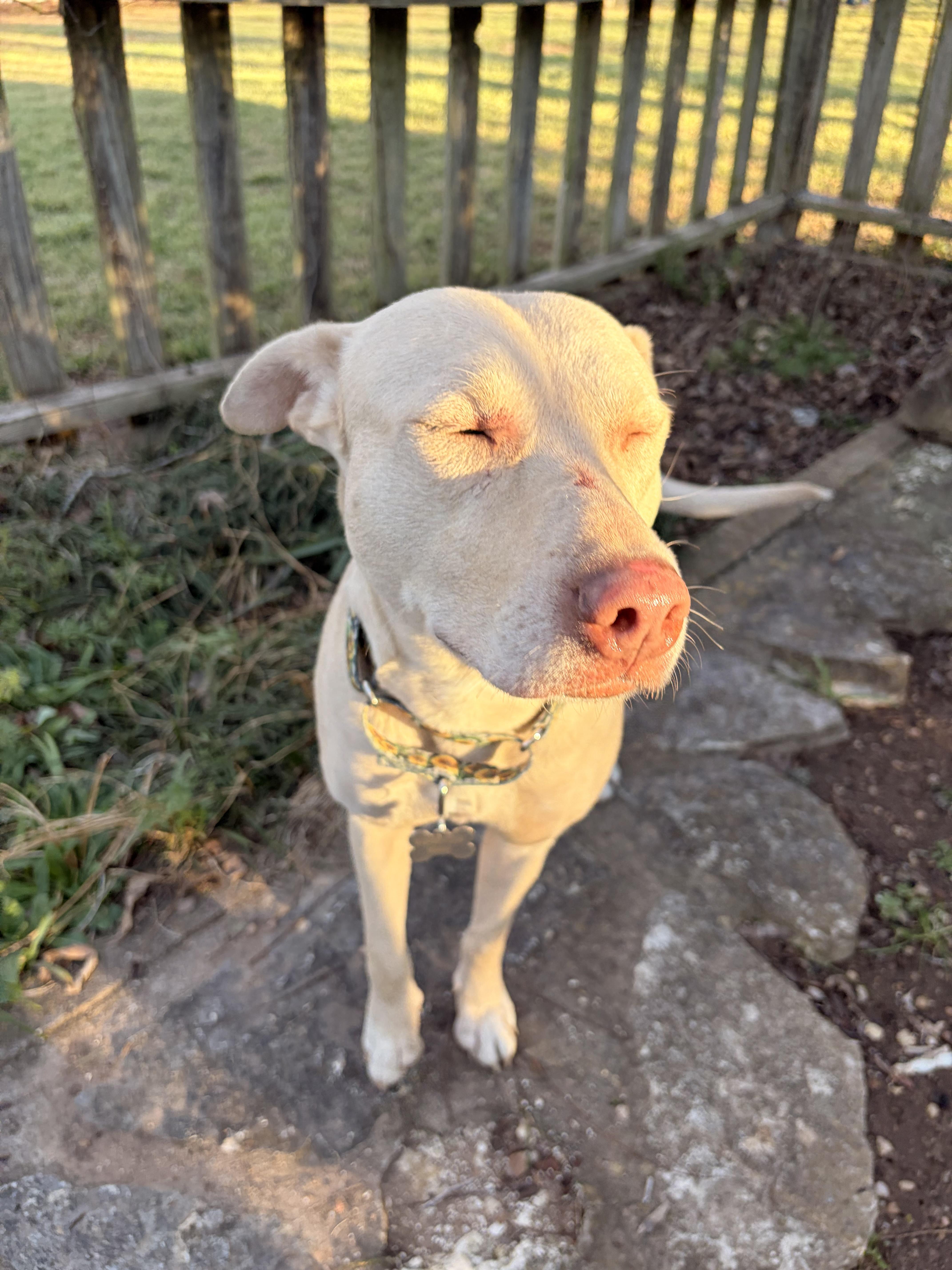 Enlarge Sahara, an adopted mixed breed in Red Rock, TX image 6/6