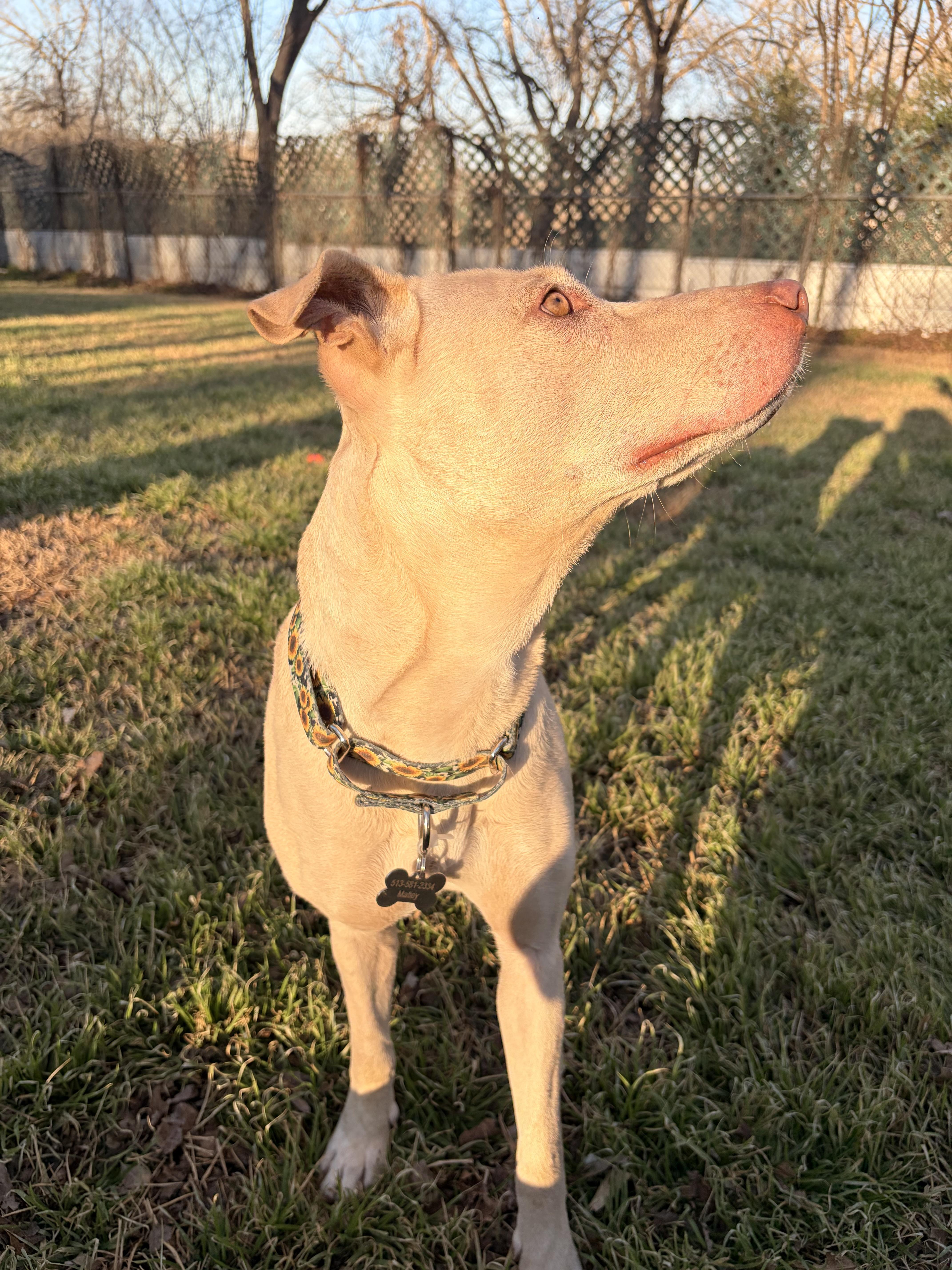Enlarge Sahara, an adopted mixed breed in Red Rock, TX image 5/6