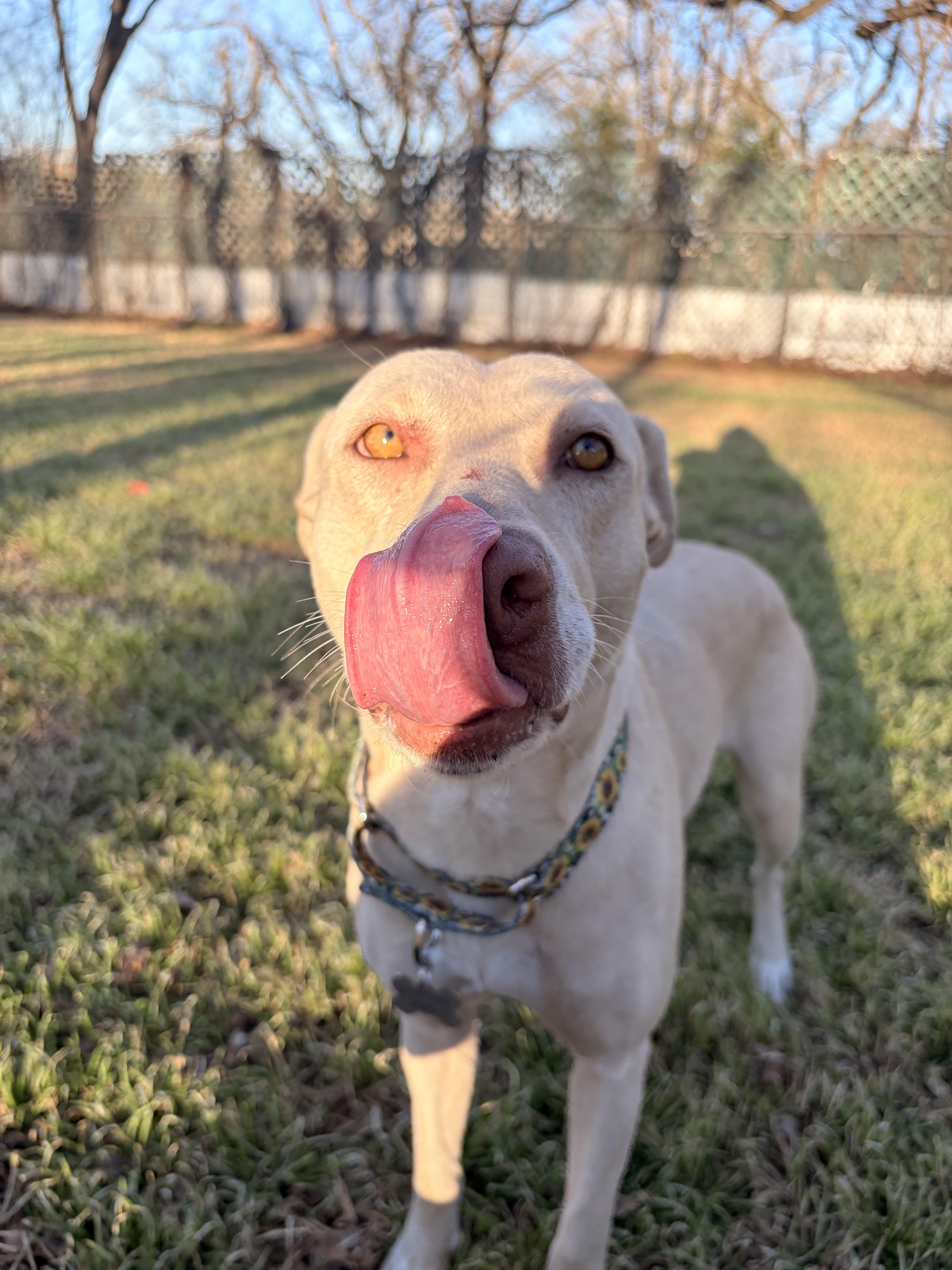 Enlarge Sahara, an adopted mixed breed in Red Rock, TX image 3/6