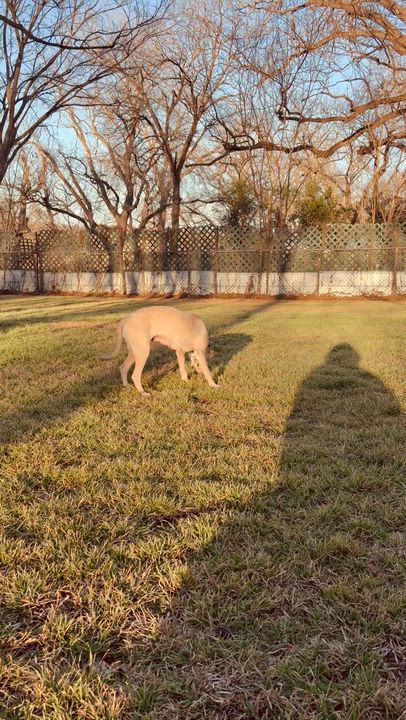 Enlarge Sahara, an adopted mixed breed in Red Rock, TX video 4/6