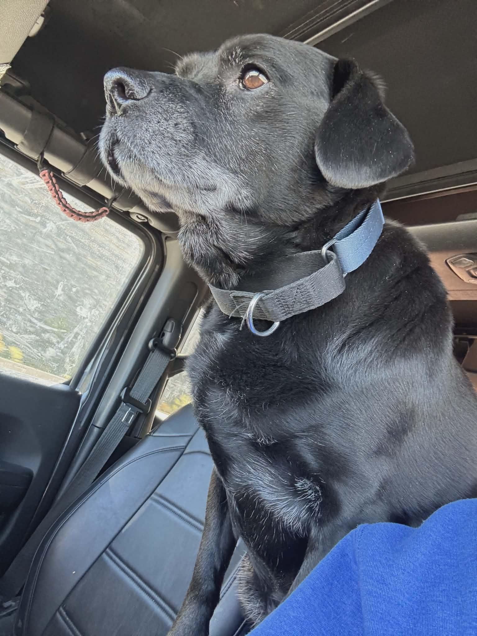 Reggie, Adoptable, Adult Male Beagle & Labrador Retriever.