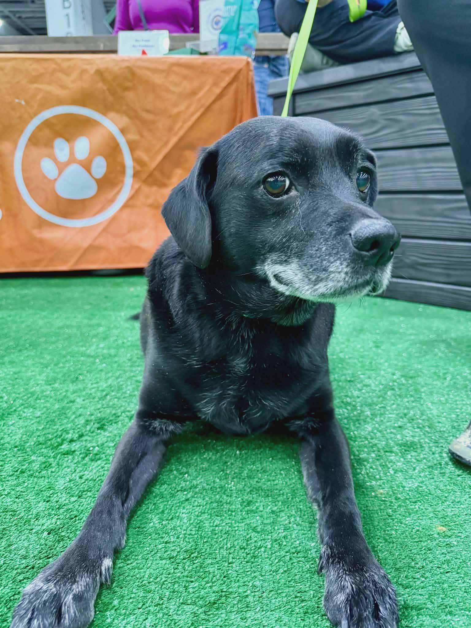 Enlarge Reggie, a Adoptable mixed breed in Fort Thomas, KY image 2/3