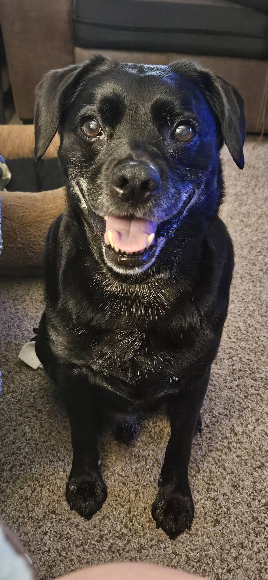 Enlarge Reggie, a Adoptable mixed breed in Fort Thomas, KY image 3/3