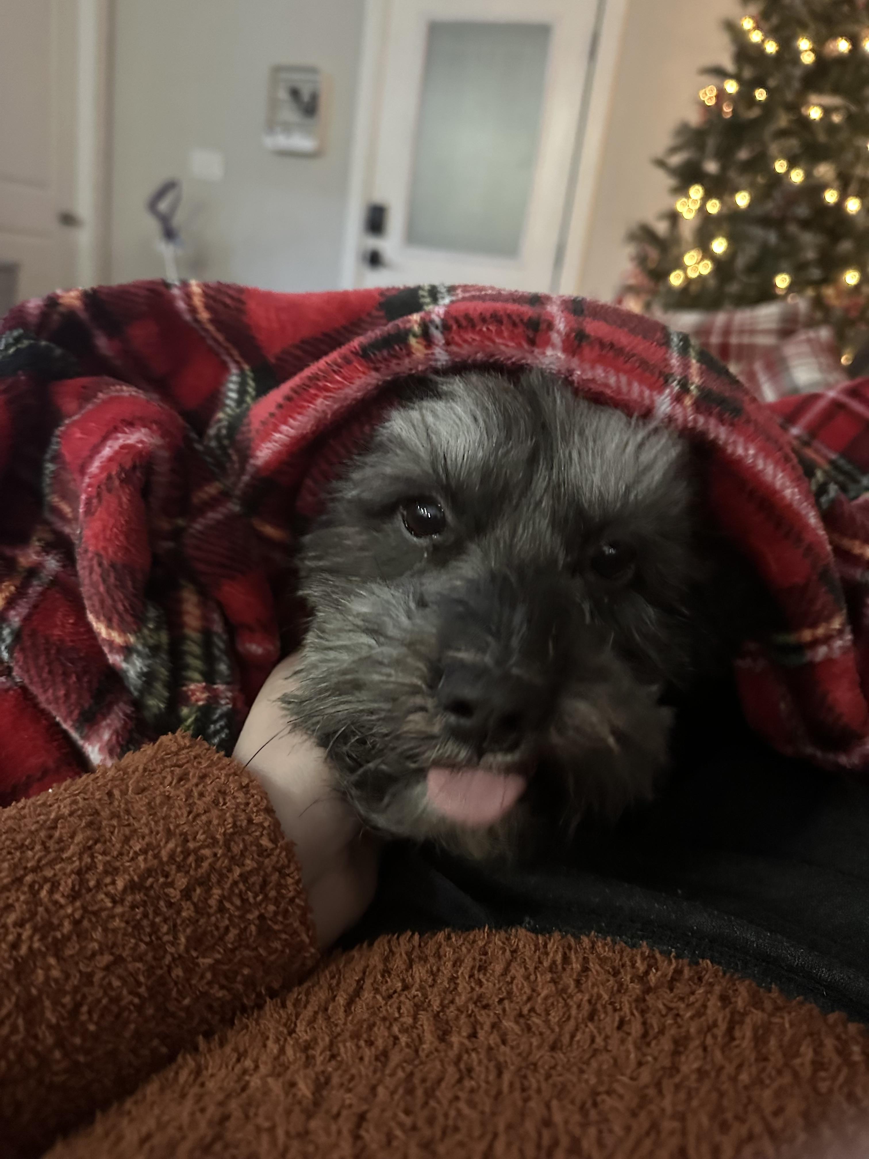 Enlarge Bats, a ADOPTABLE Maltipoo in Austin, TX image 5/5