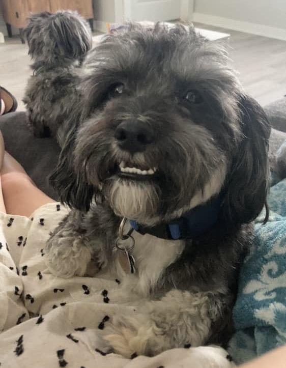 Enlarge Bats, a ADOPTABLE Maltipoo in Austin, TX image 1/5