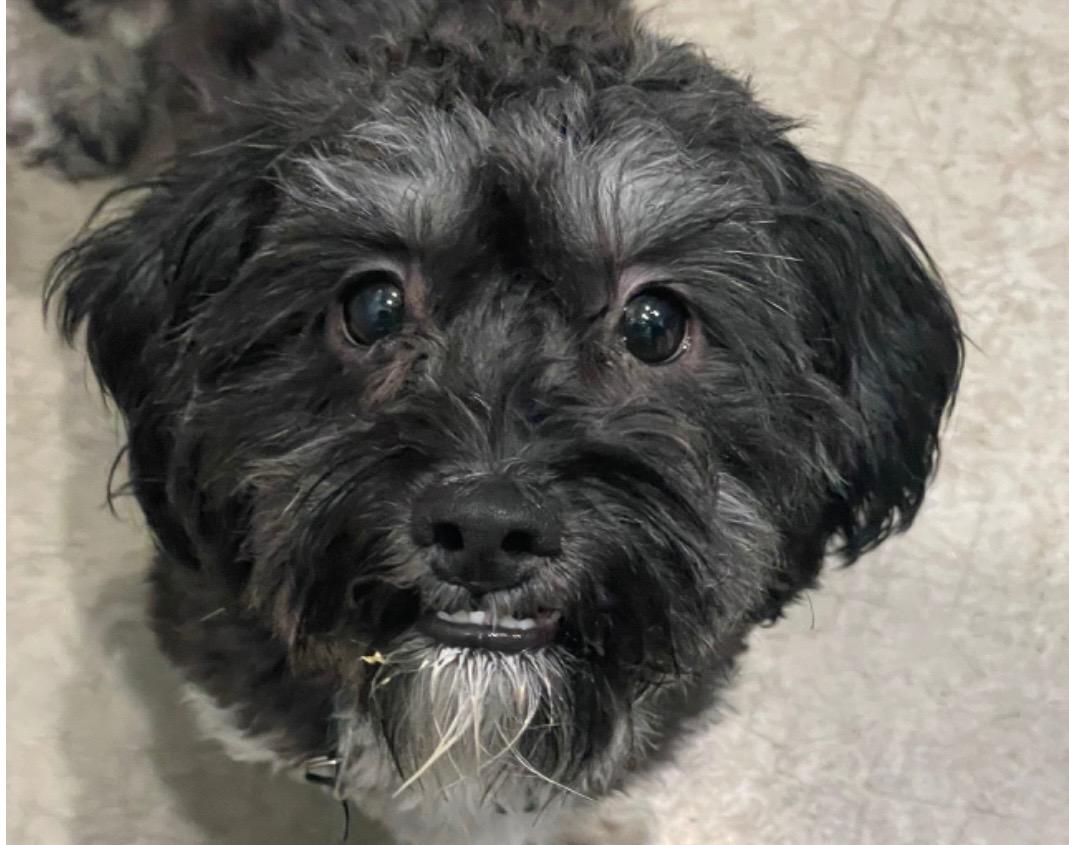 Enlarge Bats, a ADOPTABLE Maltipoo in Austin, TX image 2/5
