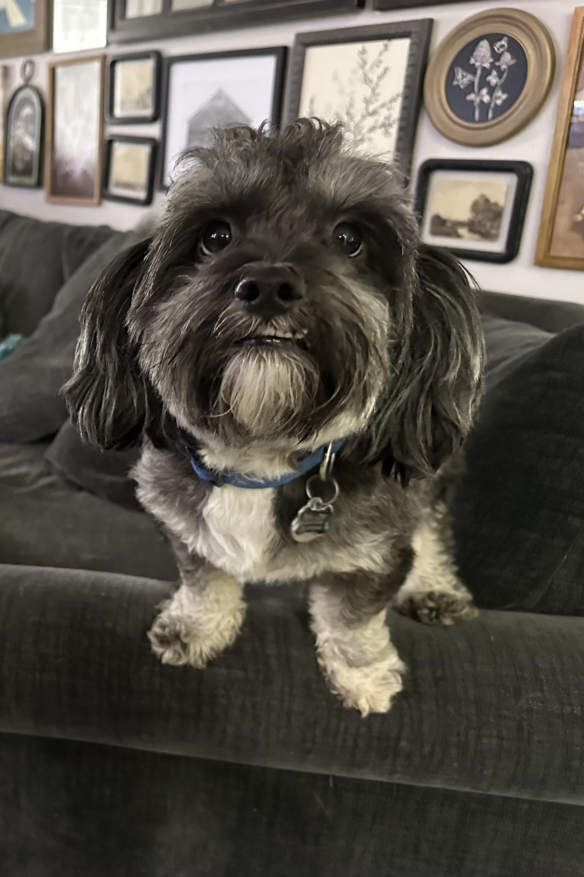 Enlarge Bats, a ADOPTABLE Maltipoo in Austin, TX image 3/5