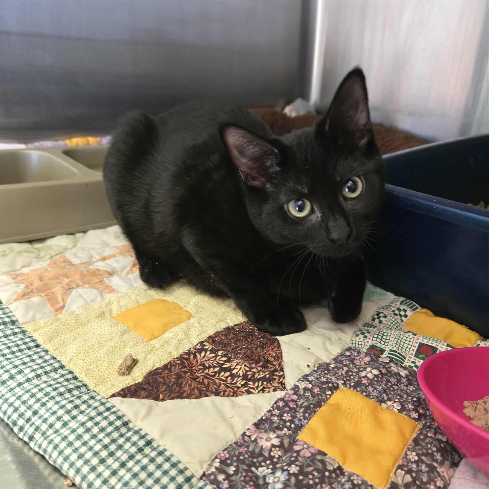 Dot, Adoptable, Kitten Female Domestic Short Hair.