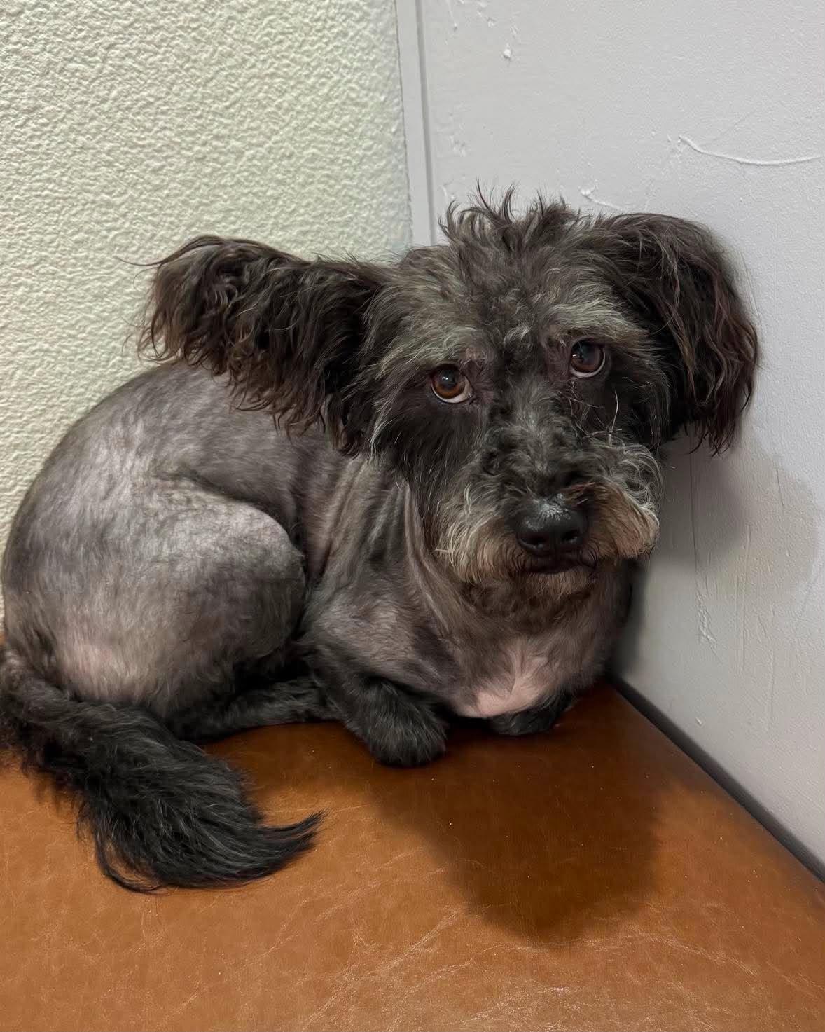 Onyx, an adopted mixed breed in Las Vegas, NV image 2/3