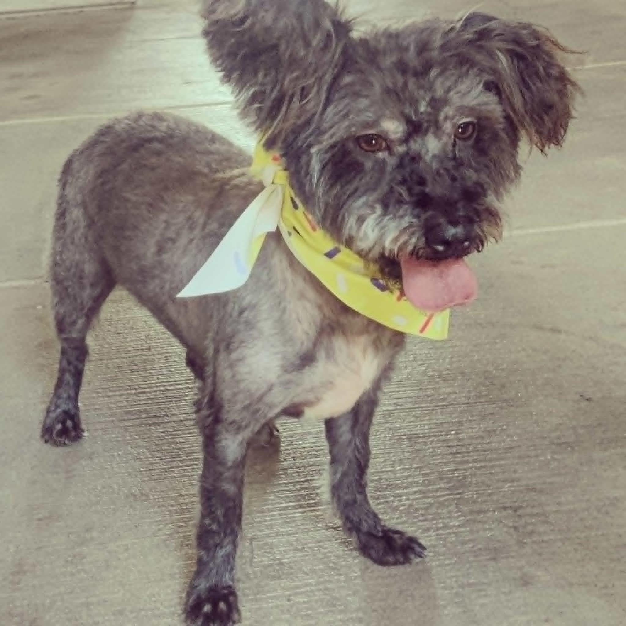 Onyx, an adopted mixed breed in Las Vegas, NV image 1/3