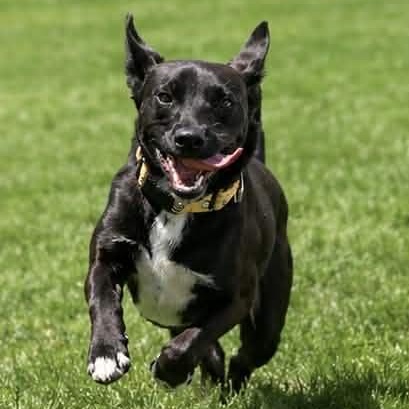 Enlarge CEDRIC, a ADOPTABLE mixed breed in Evansville, WI image 2/5