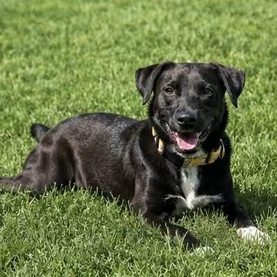 Enlarge CEDRIC, a ADOPTABLE mixed breed in Evansville, WI image 3/5