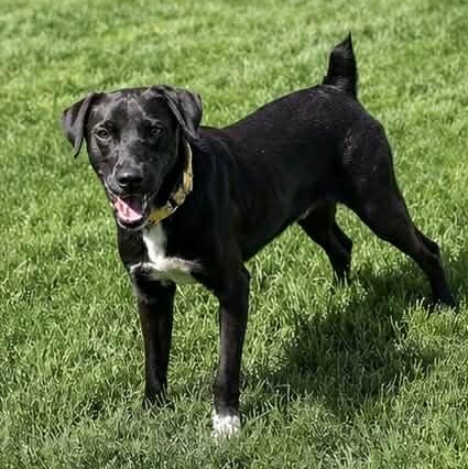 Enlarge CEDRIC, a ADOPTABLE mixed breed in Evansville, WI image 5/5