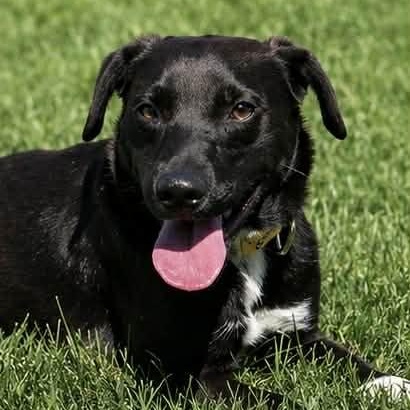 Enlarge CEDRIC, a ADOPTABLE mixed breed in Evansville, WI image 4/5