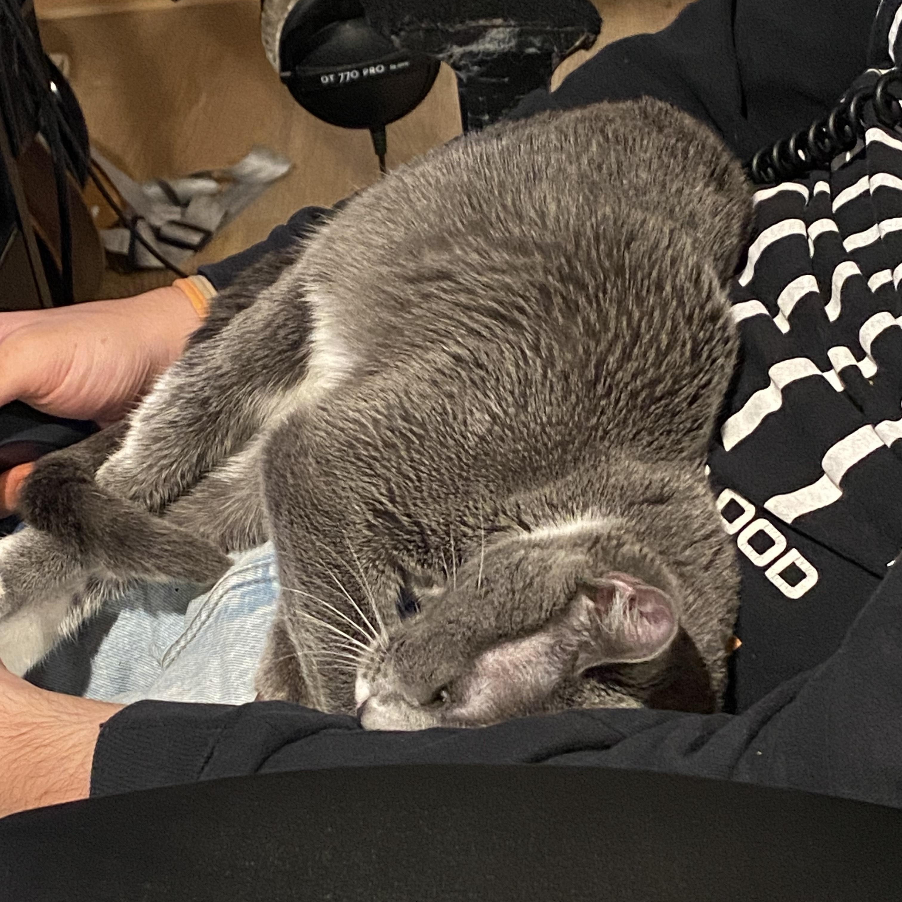 Courtesy post (Please call owner directly) Pluto, ADOPTABLE, Young Female Domestic Short Hair.