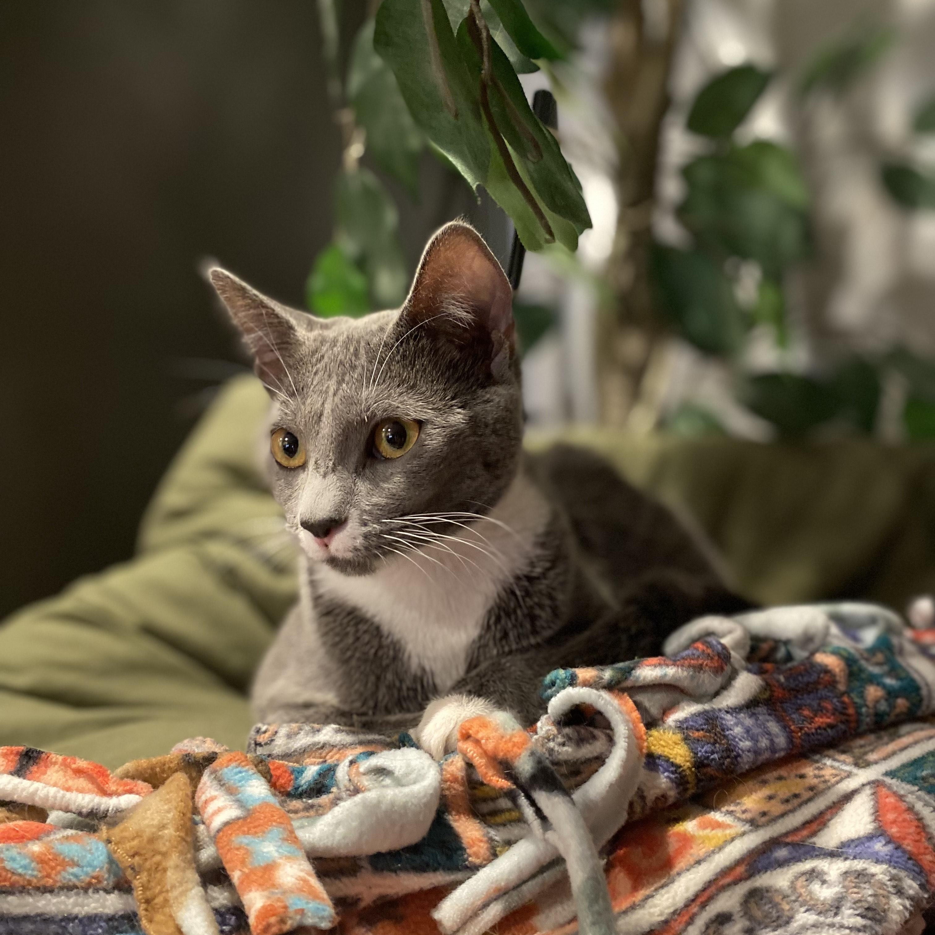 Courtesy post (Please call owner directly) Pluto, ADOPTABLE, Young Female Domestic Short Hair.