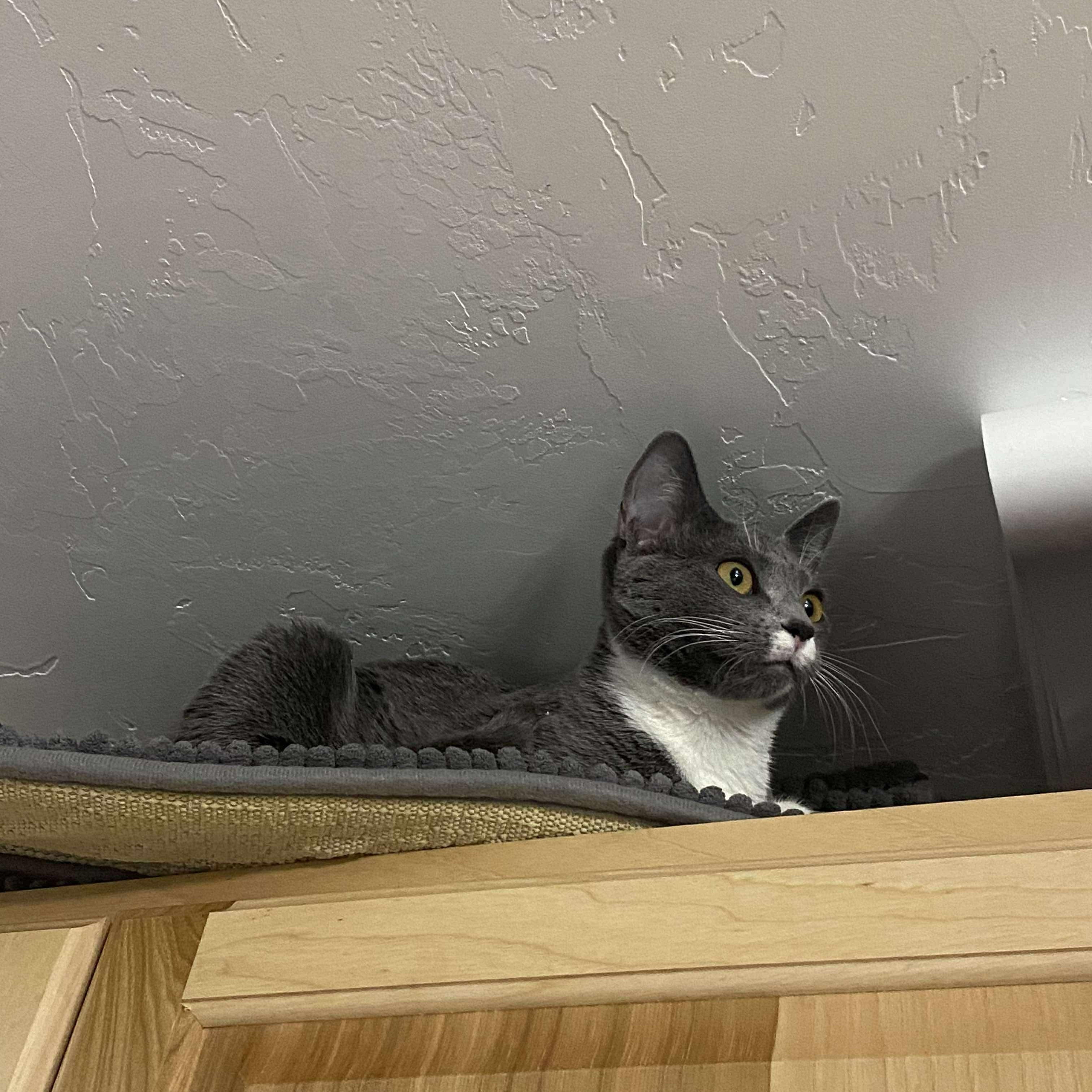 Courtesy post (Please call owner directly) Pluto, a ADOPTABLE Domestic Short Hair in Montrose, CO image 3/4