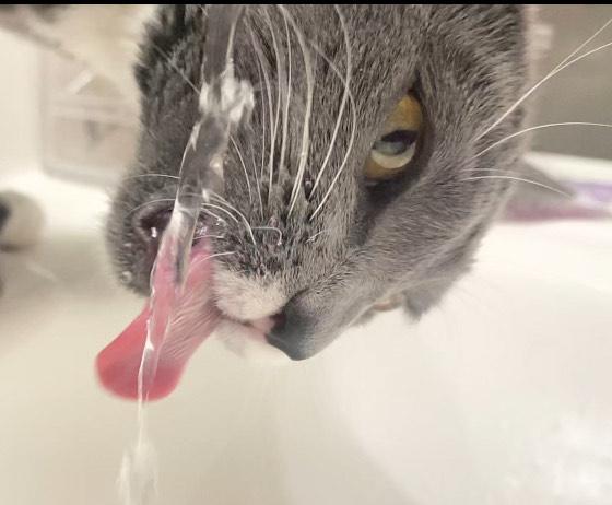 Courtesy post (Please call owner directly) Pluto, a ADOPTABLE Domestic Short Hair in Montrose, CO image 4/4