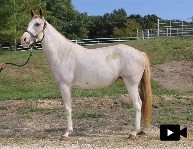 HALI, Adoptable, Adult Female Appaloosa.