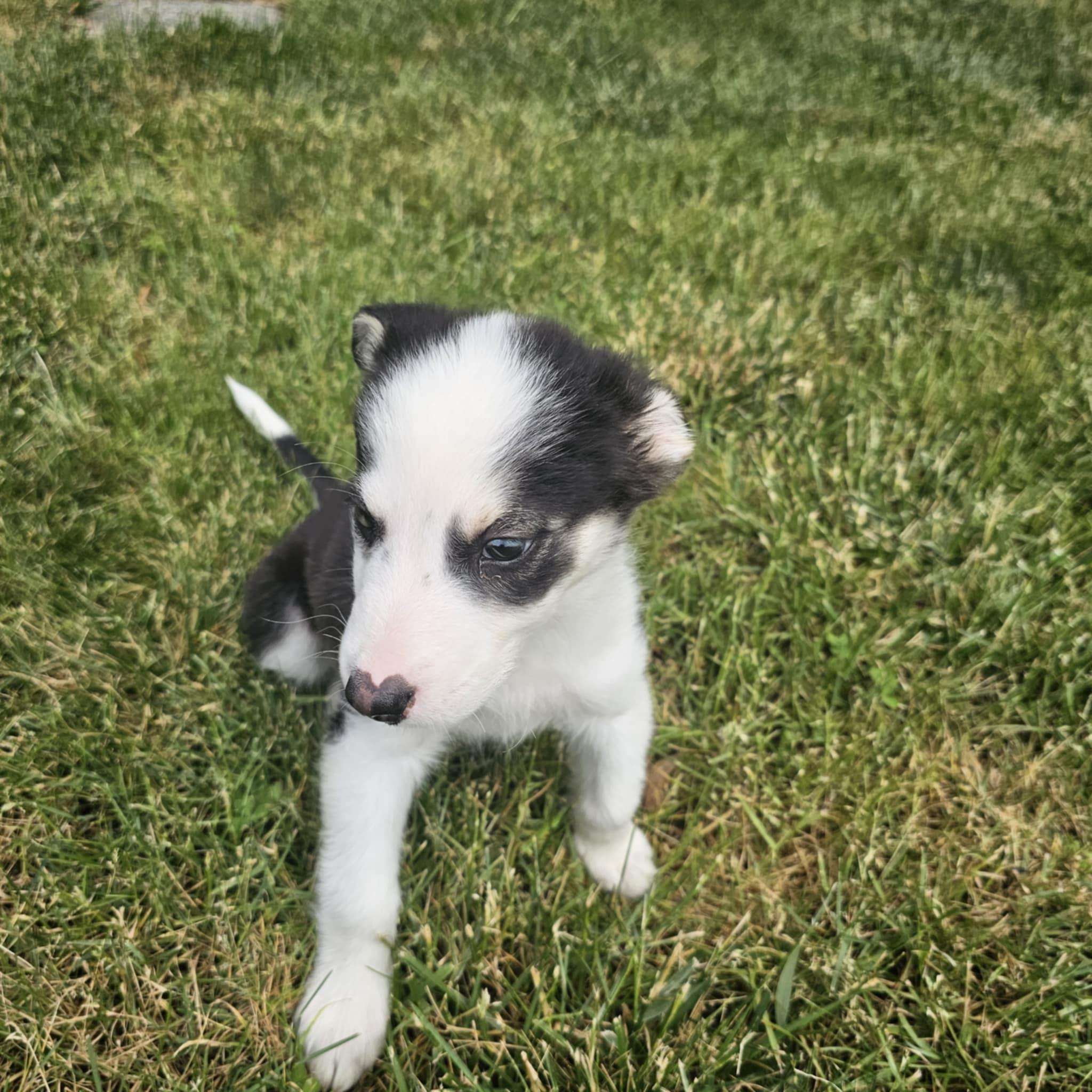 Enlarge Denali, a Adopted mixed breed in LEWISTON, ID image 1/6