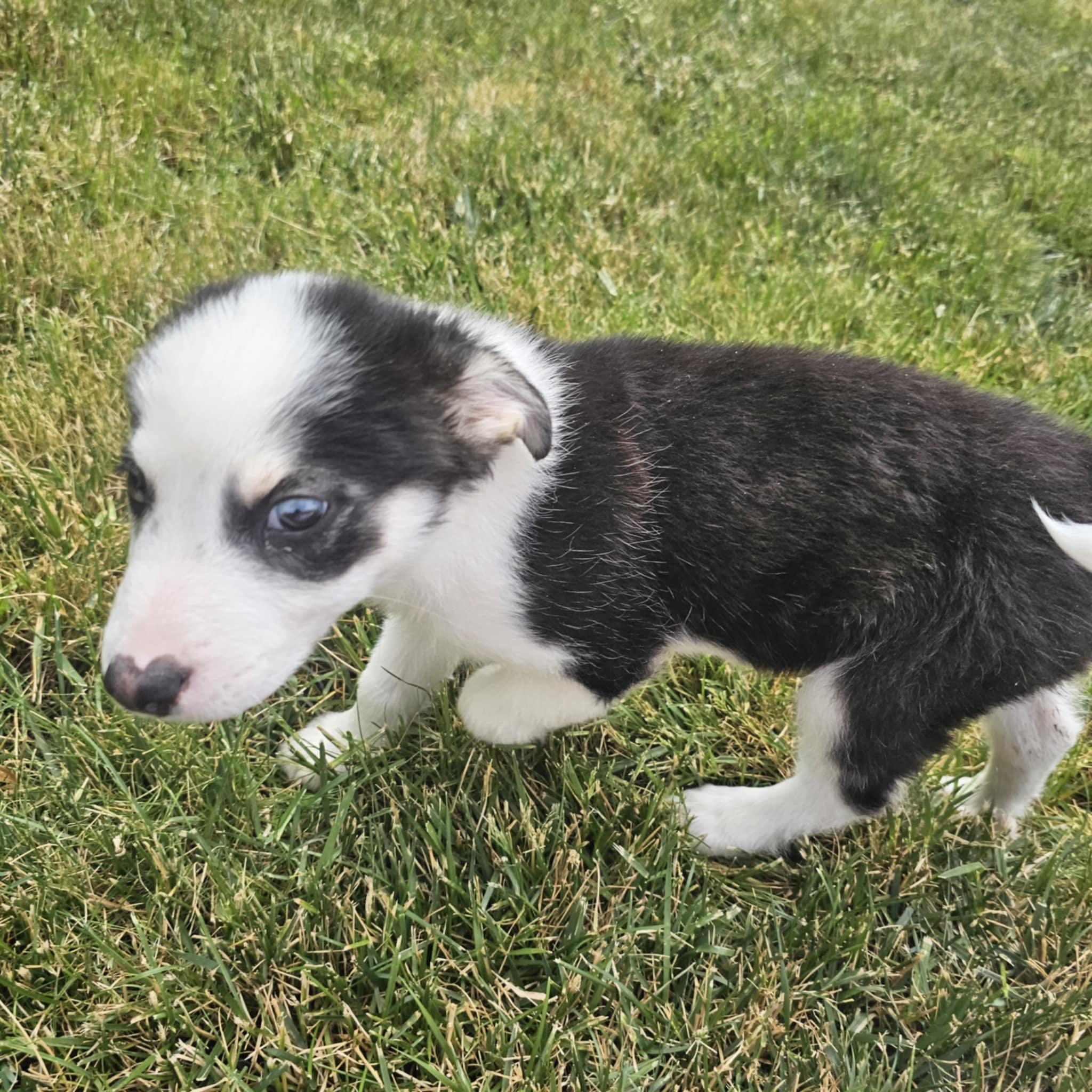 Enlarge Denali, a Adopted mixed breed in LEWISTON, ID image 2/6