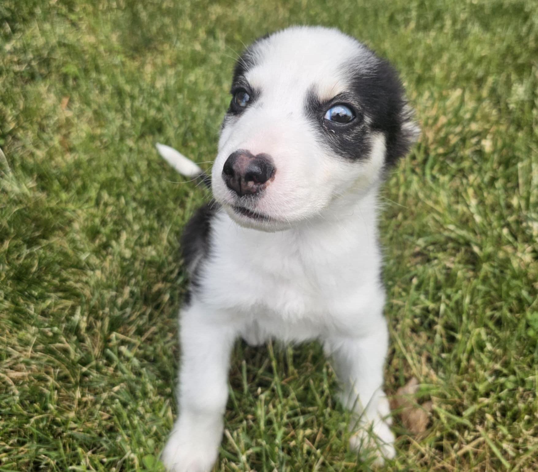Enlarge Denali, a Adopted mixed breed in LEWISTON, ID image 3/6