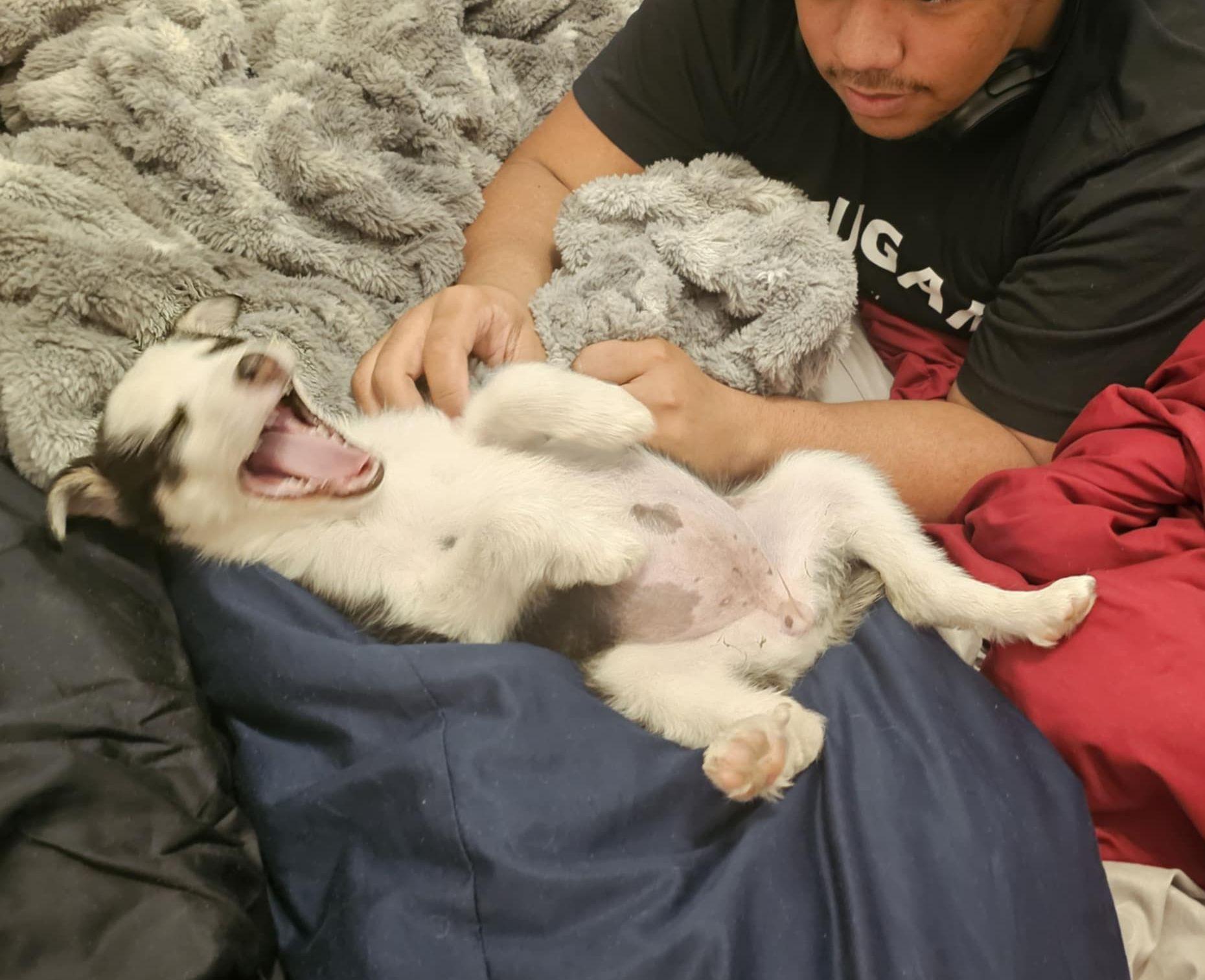 Enlarge Denali, a Adopted mixed breed in LEWISTON, ID image 4/6