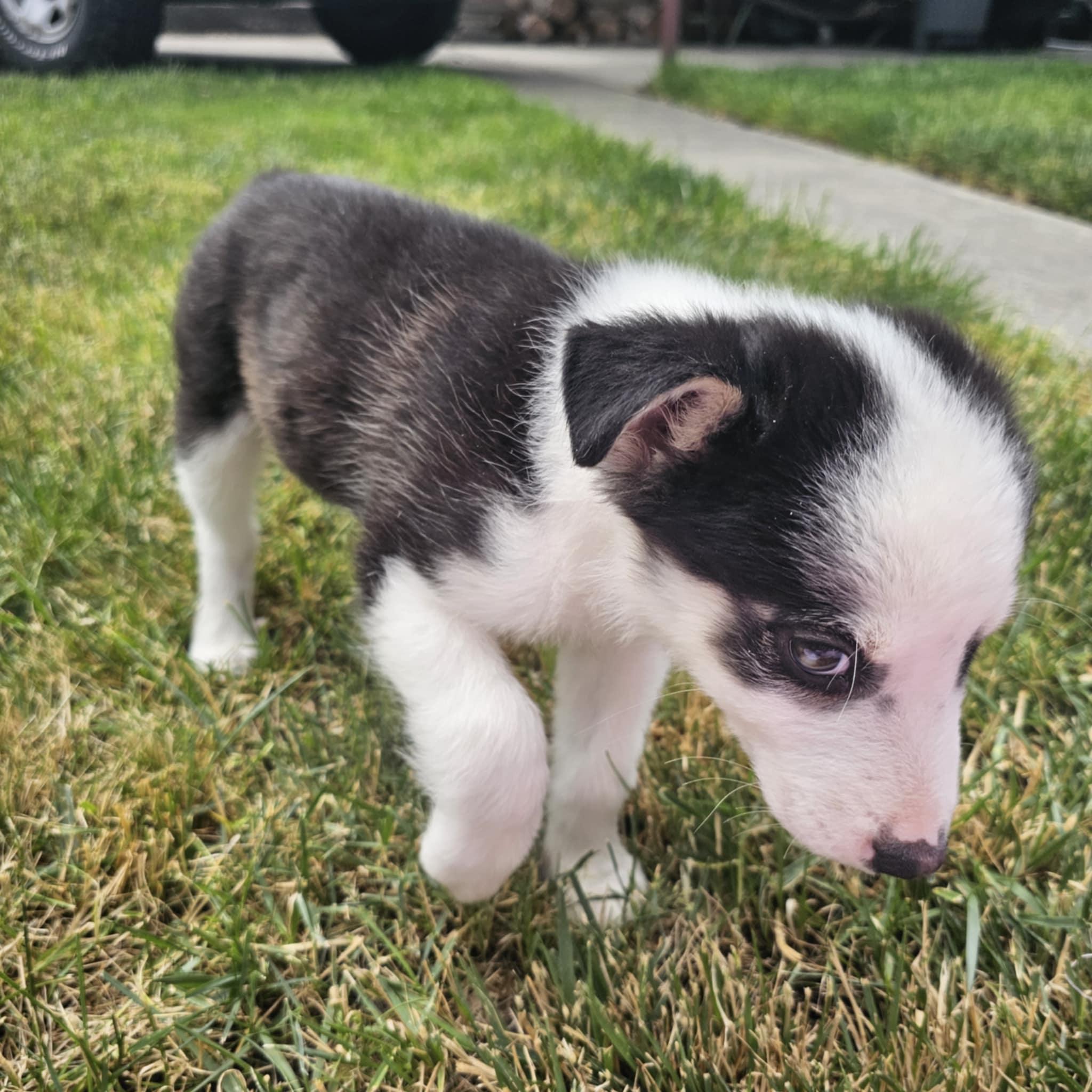 Enlarge Denali, a Adopted mixed breed in LEWISTON, ID image 5/6