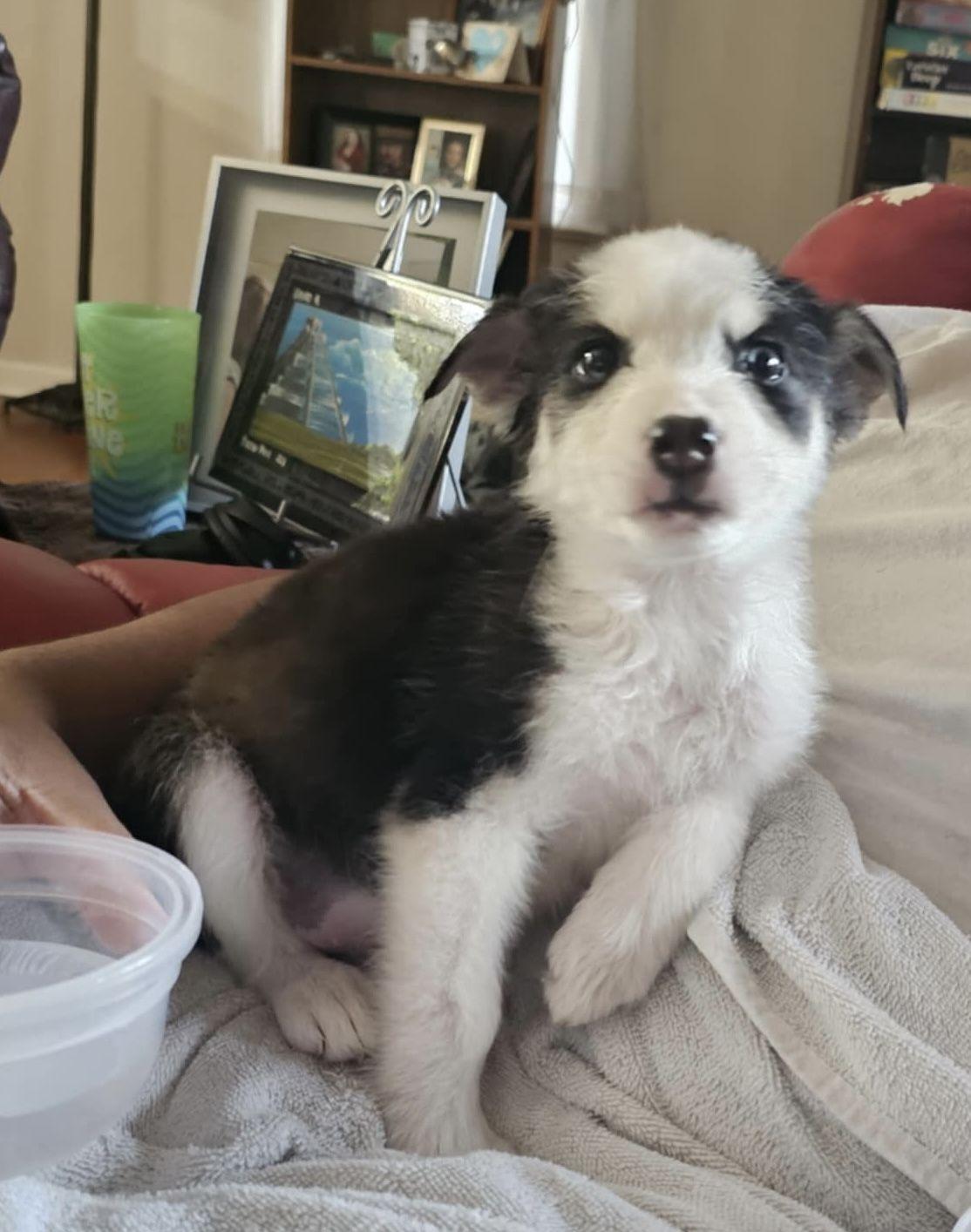 Enlarge Denali, a Adopted mixed breed in LEWISTON, ID image 6/6